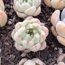 straw like succulent Echeveria Malgan Seeds ~ Plants ~ Colored ~ Succulents ~ Wheat Straw ~ – Your Plant Bitch