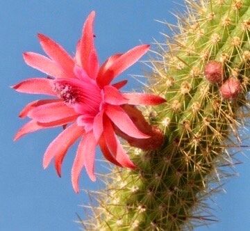 Cleistocactus Samaipatanus Seeds ~ Succulent ~ Cacti ~ Cárdenas ~ Cool Flowers ~ Rare ~ Easy Care