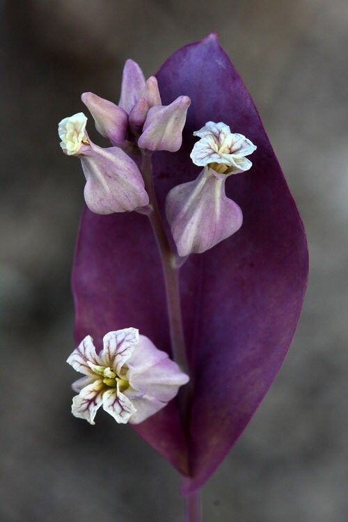 Streptanthus Farnsworthianus Seeds ~ Farnsworth’s Jewel Flower ~ Blooms ~ Climbing Perennial ~ Grow Your Own ~ Spring