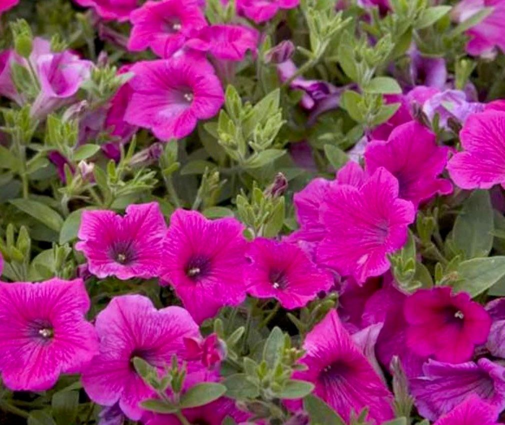 Petunia Rose of Heaven Seeds ~ Plants ~ Garden ~ Grow Your Own ~ Spring Flowers ~ Instead of Flowers ~ Flowers ~ Butterfly ~ Bees