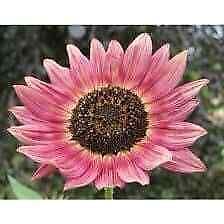 Pink Sunflower Seeds ~ Helianthus Annuus ~ Strawberry Blonde ~ Pretty Flowers ~