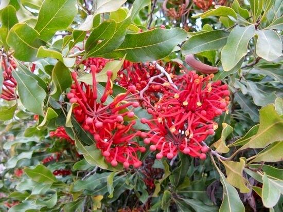 Rare Firewheel Tree Seeds ~ Stenocarpus Sinuatus ~ Plants ~ Garden ~ Exotic ~ Unique ~ Tropical