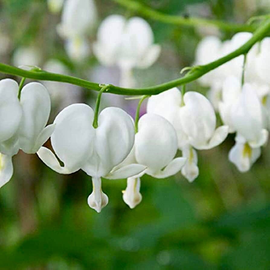 White Bleeding Heart Seeds ~ Dicentra Spectabilis ~ Flowers ~ Gifts ~ Grow Your Own ~ Spring Flowers