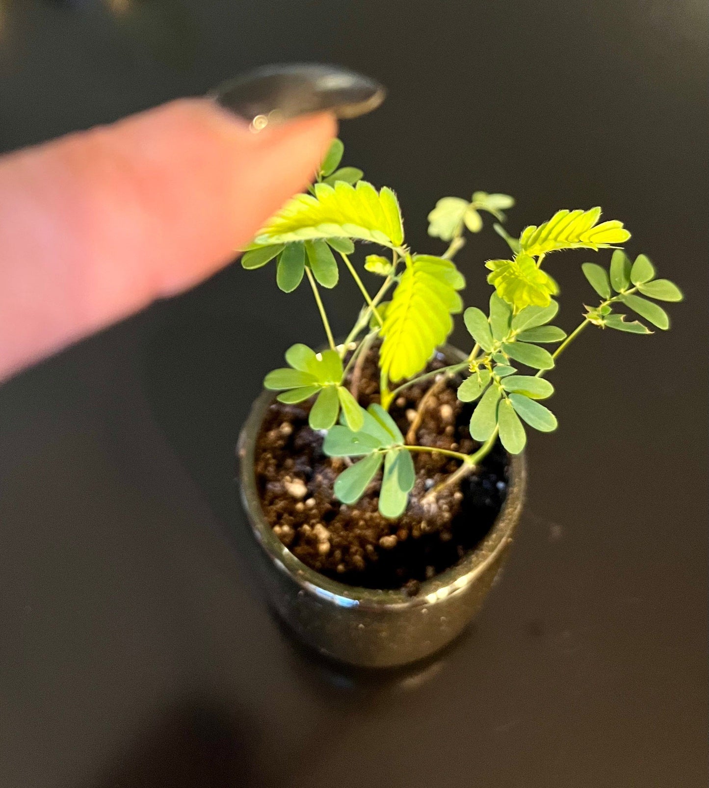 RARE Mimosa Pudica Plant~Touch-Me-NOT Plant~Sleepy Plant~Sensitive Plant~Shame Plant~Action Plant~Zombie Plant~Shy Lady Plant~Humble Plant