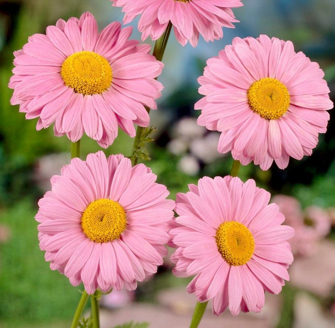 Rose Chrysanthemum Seeds ~ Cool Flowers ~ Rare ~ Heirloom ~ Bouquets ~ Spring ~ Gardeners ~ Flowers