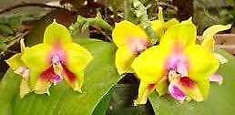 Phalaenopsis K S Happy Eagle Orchid Seeds ~ Bird Lovers ~ Usual Flowers ~ Exotic