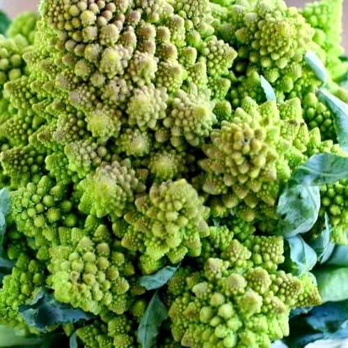 Chartreuse Romanesco Broccoli Seeds ~ Brassica Oleracea ~ Wild Cabbage ~ Broccoli ~ Heirloom ~ Grow Your Own ~ Vegetables ~ Veggies