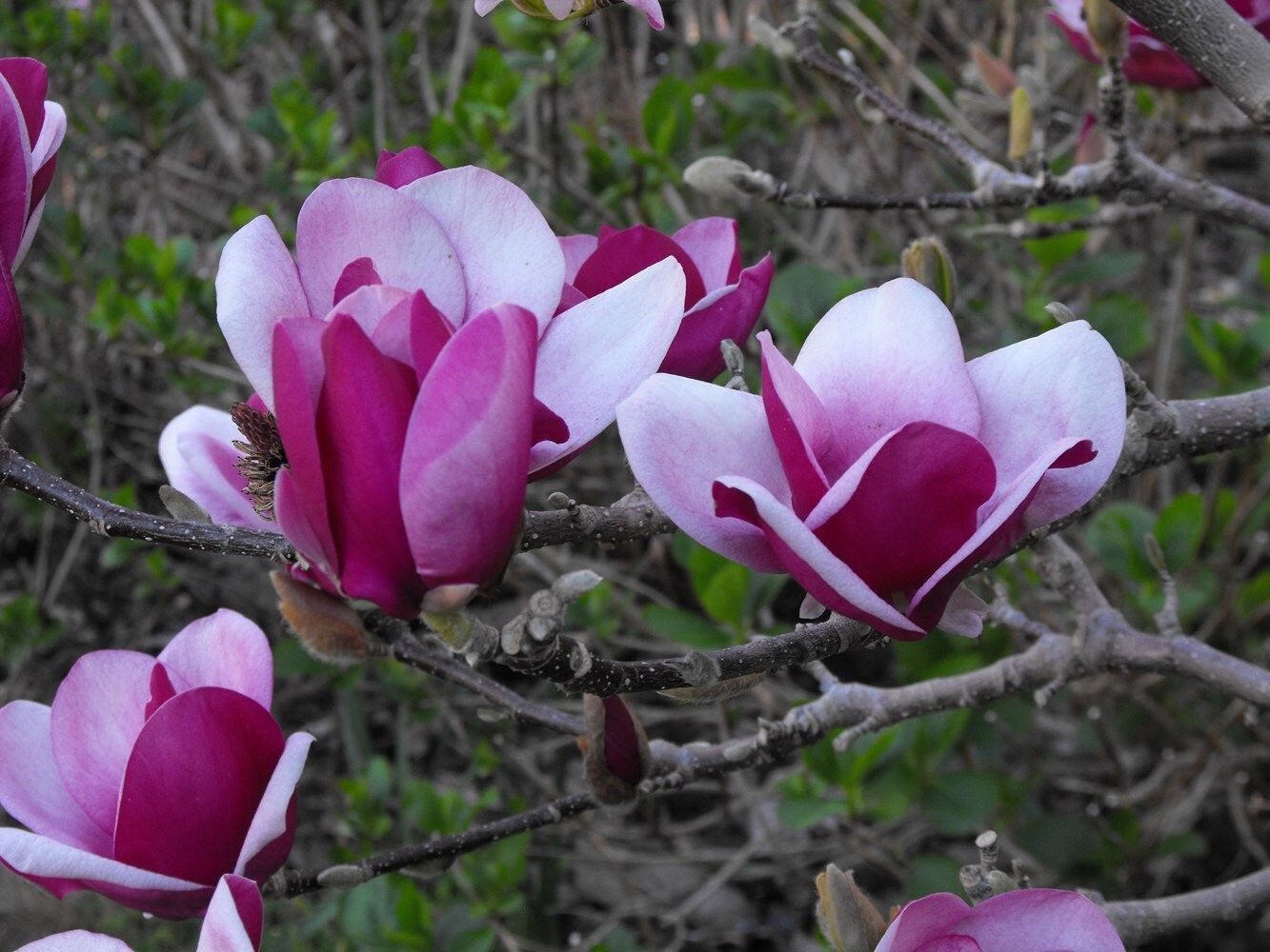 Pink Saucer Magnolia Seeds ~ Soulangeana ~ Usual Flowers ~ Exotic Flower