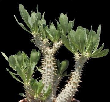 Pachypodium Denachypodium Seeds ~ Cactus ~ Rare ~ Blue ~ Cati ~ Cool Plants ~ Easy Care