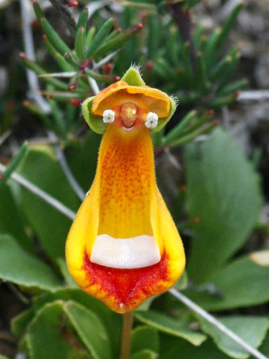 Happy Alien ~ Darwin's Slipper ~ Calceolaria Uniflora ~ Penguin ~ Unique ~ Flowers ~ Cute