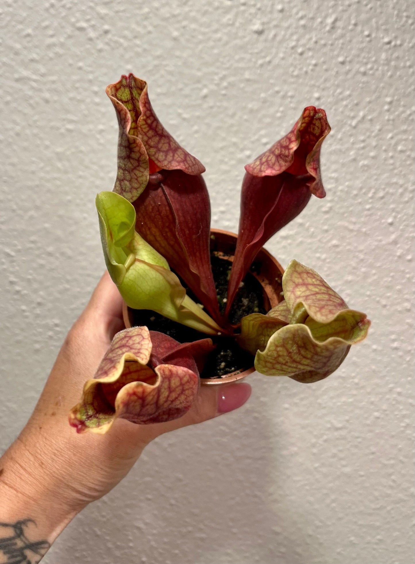 Sarracenia Purpurea ~ The Purple Pitcher Plant ~ Northern Pitcher Plant ~ Turtle Socks ~ Side-Saddle Flower ~ Carnivorous Plant