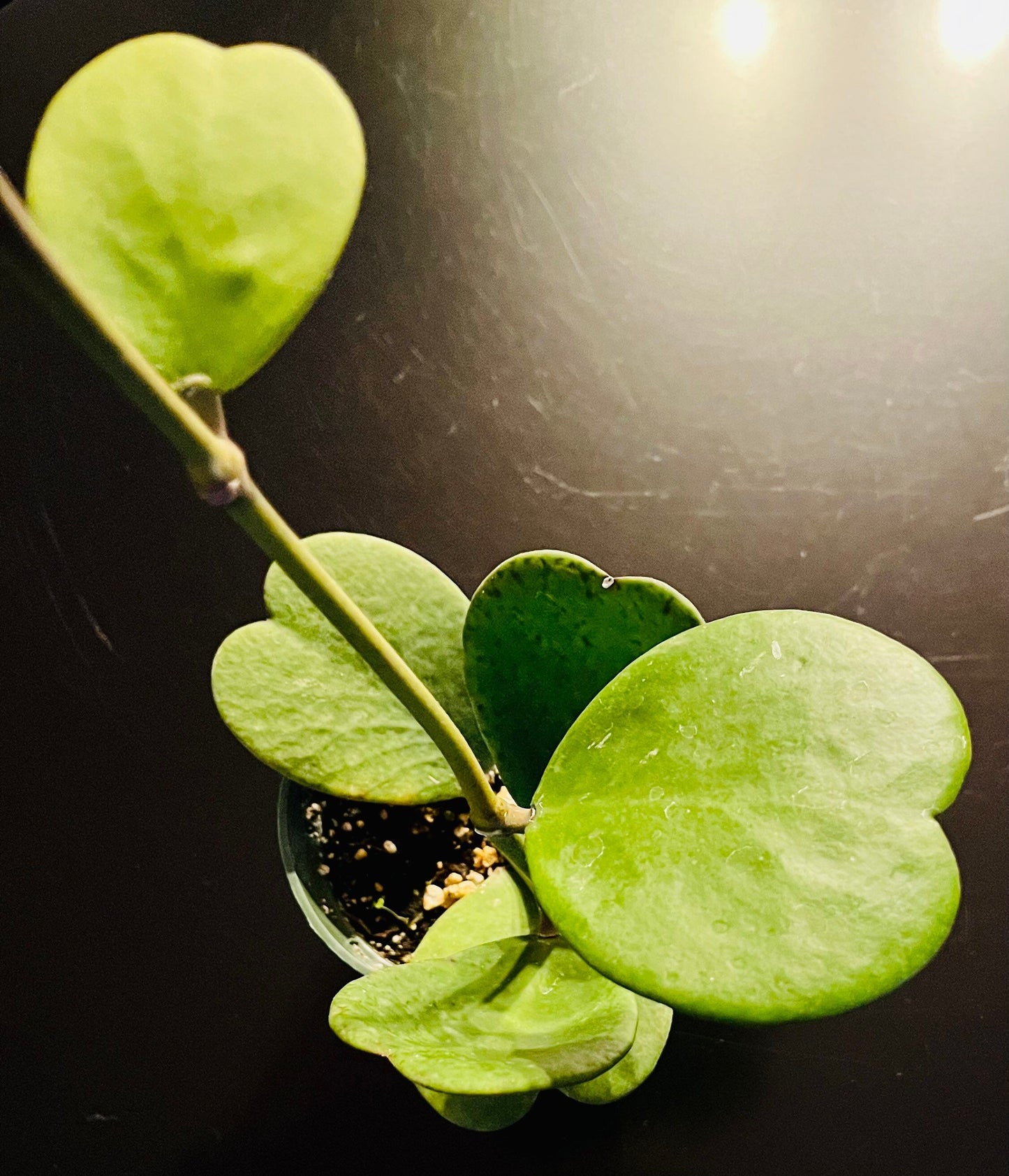 Hoya Kerrii ~ Hoya Hearts ~ Hoya ~ Sweetheart Hoya ~ Heart-Shaped Hoya ~ Wax Heart Plant ~ Love Heart Plant ~ Lucky Hearts Plant