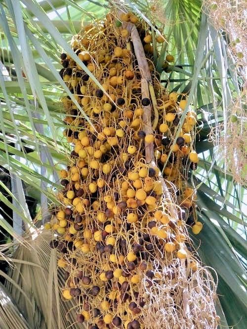 Mexican Blue Hesper Palm Tree Seeds ~ Brahea Armata ~ Mexican Blue Palm Tree ~ Grey Goddess Tropical ~ Exotic ~ Palm ~ Blue ~ Garden ~ Plams