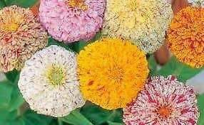 Zinnia “Peppermint Stick” Seeds ~ Holiday ~ Plants ~ Garden ~ Grow Your Own ~