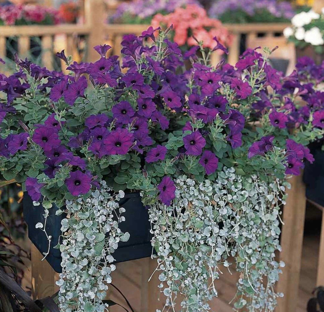wave petunia flower seeds Easy Wave Spreading Petunia Seeds ~ Petunia x Hybrida Blue ~ Spring Fl – Your Plant Bitch