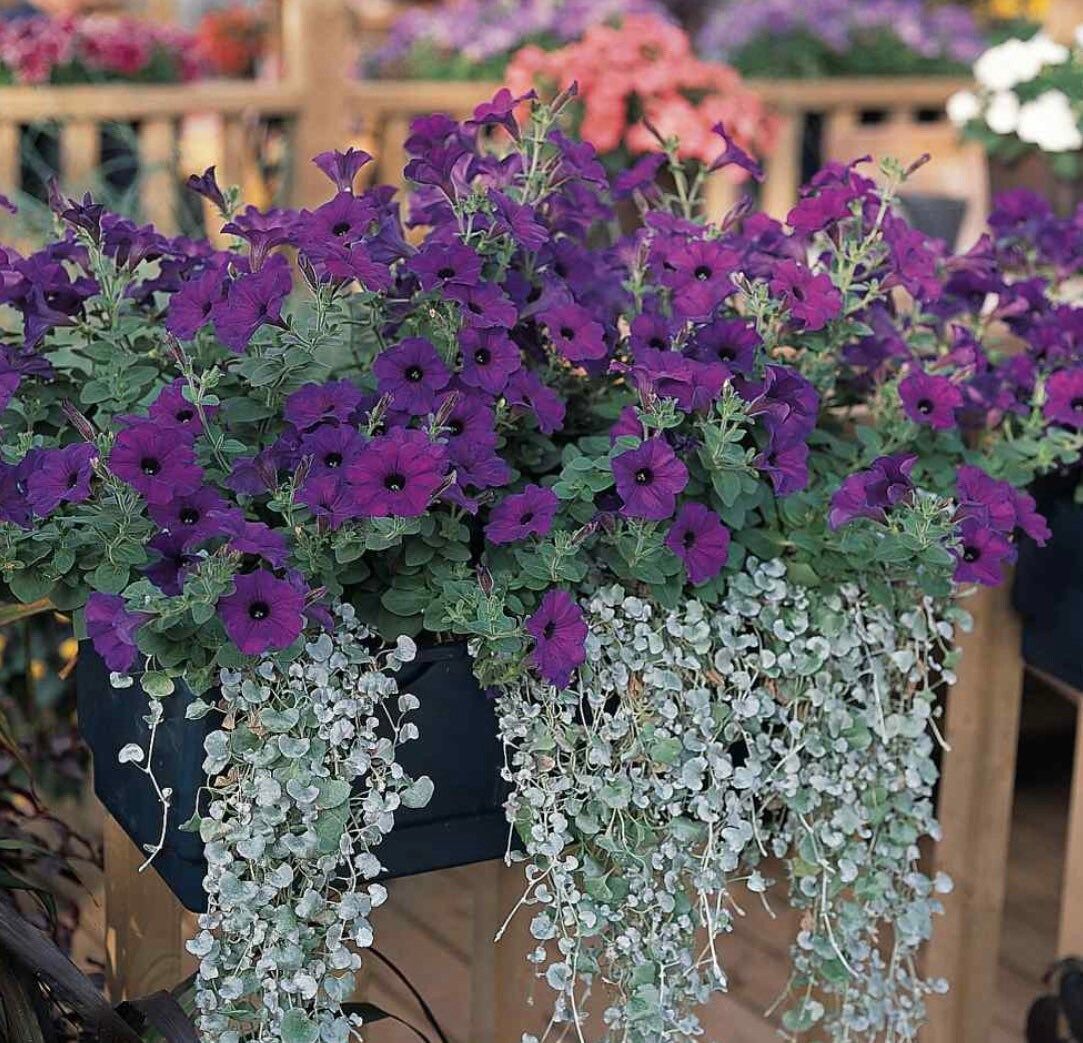 Easy Wave Spreading Petunia Seeds ~ Petunia x Hybrida Blue ~ Spring Flowers ~ Instead of Flowers ~ Flowers ~ Blue ~ Pretty ~ Lovely ~ Flower