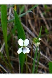 Viola Lanceolata Seeds ~ Lance-Leaved Violet ~ Bog White Violet