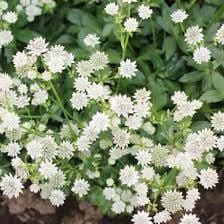 White Astrantia Major Seeds ~ 'Star of Billion' ~ The Great Masterwort ~ Garden ~ Grow Your Own ~ Spring Flowers ~ Instead of Flowers