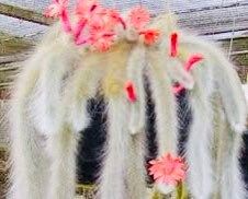 Monkey Tail Cactus Seeds ~ Cacti ~ Grow Your Own ~ Spring Flowers ~ Instead of Flowers ~ Cool Cactus