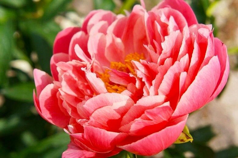 Coral Sunset Peony Seeds ~ Peonies ~ Flowers ~ Flower ~ Bouquets ~ Wedding Flowers ~ Heirloom Seeds ~ Garden ~ Gardening ~ Decor