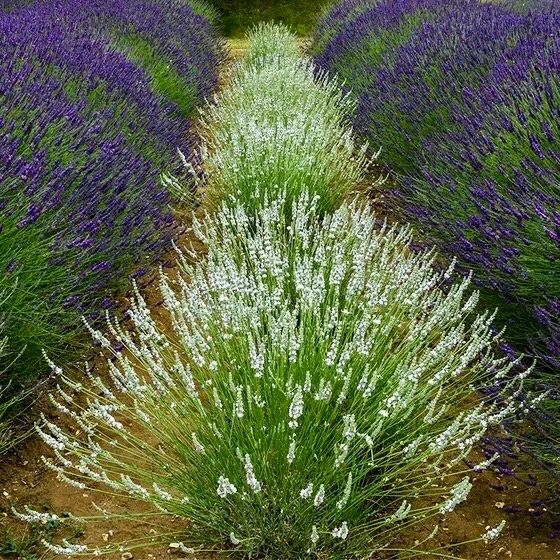 Rare White Lavender ~ Lavendula Ellagance ~ Plants ~ Garden ~ Grow Your Own ~ Spring Flowers ~ Instead of Flowers ~ Died Bouquets