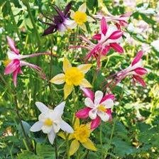 Giants and Harlequin Mix Columbine Seeds~ Flower ~ Perennial Flowers ~ Blooms ~ Grow Your Own ~ Spring Flowers ~ Instead of Flowers ~ Spring