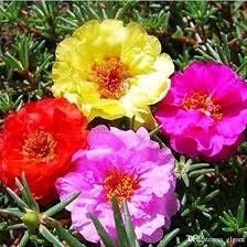 Mixed Color Moss Seeds ~ Rose Purslane Double Flower Seeds ~ Plants ~ Garden ~ Grow Your Own ~ Spring Flowers