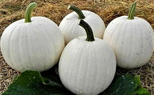 Casper White Pumpkin Seeds ~ Grow Your Own ~ Autumn ~ Halloween ~ Fairytale