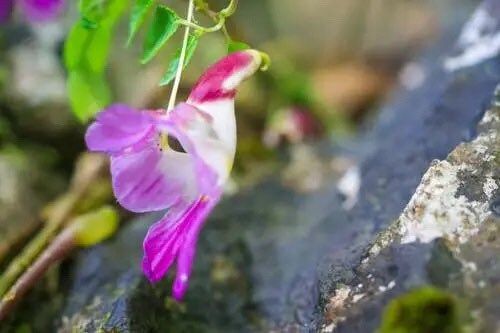 Rare Parrot Flower Seeds ~ Impatiens Psittacina ~ Usual Flowers ~ Exotic Flower ~ Bird Lovers ~ Flowers ~ Indoor Plant