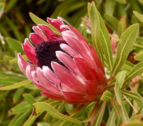 South African Burchell's Sugarbush Seeds ~ Protea Burchellii ~ Bouquets ~ Plants ~ Rare ~ Grow Your Own ~Tropical Flowers ~ Exotic Flowers