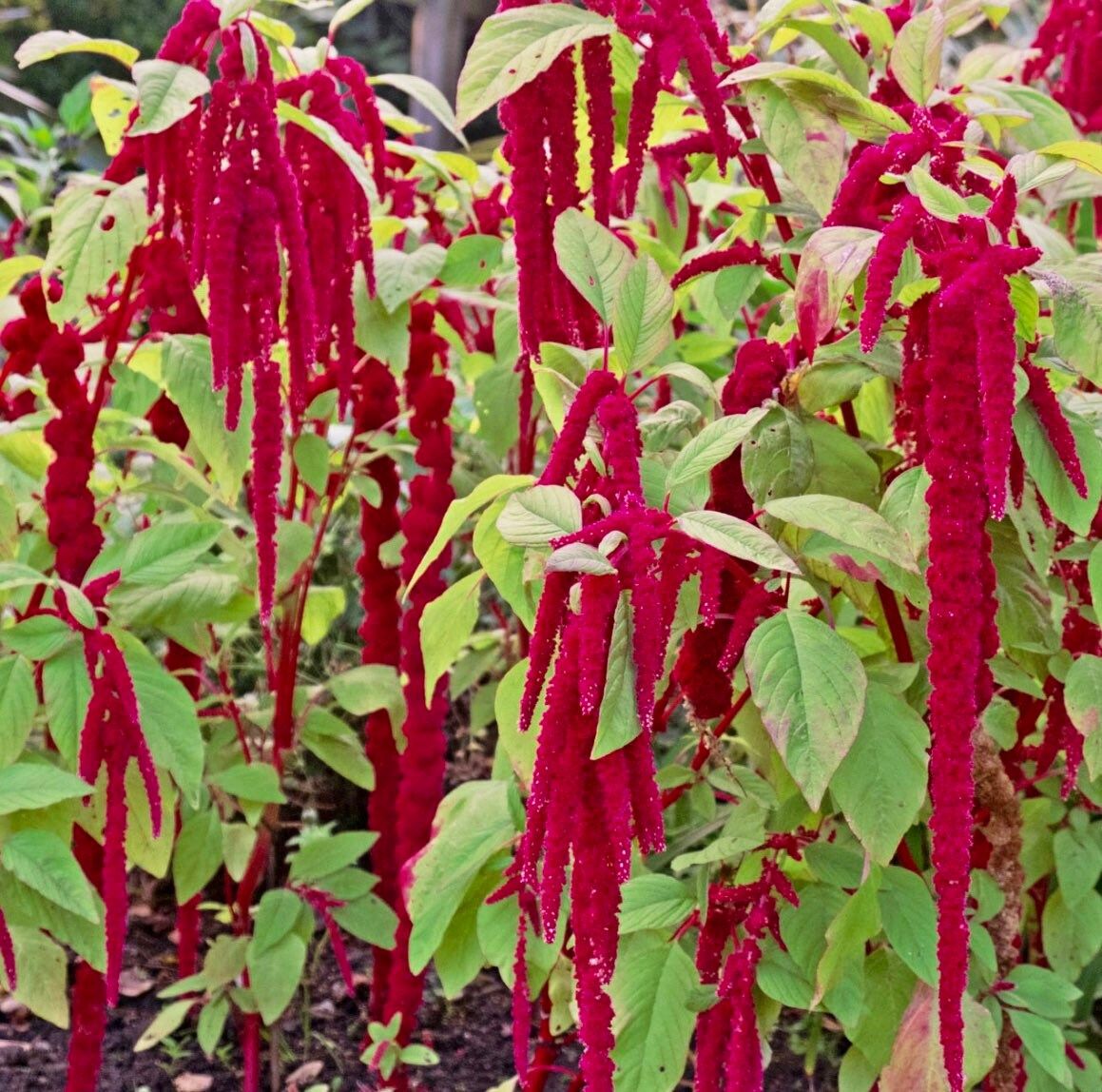 Red Amaranthus Caudatus Seeds ~ Love Lies Bleeding ~ Plants ~ Garden ~ Grow Your Own ~ Spring Flowers ~ Instead of Flowers