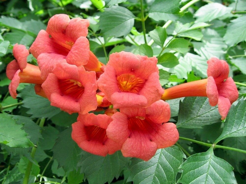 Red Devil’s Trumpet Vine Seeds ~ Trumpet Creeper ~ Campsis Radicans ~ Fresh Seeds ~ Blooms ~ Flowers ~ Instead of Flowers ~ Red