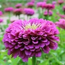 Purple Small Zinnia Seeds ~ Plants ~ Garden ~ Grow Your Own ~ Spring Flowers ~ Instead of Flowers ~ Flowers