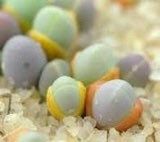 Gibbaeum Comptonii Seeds ~ Exotic ~ Succulent ~ Rare ~ Ice Living Rocks ~ Mesembs Succulents ~ Unusual ~ Cool Plants ~ Easy Care