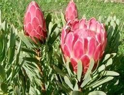 Rare Giant Queen Protea Magnifica Protea Seeds ~ "Woolly Beard" ~ Garden ~ Flower ~ Plant ~ Exotic ~ Tropical ~ Bouquet ~ Flowers