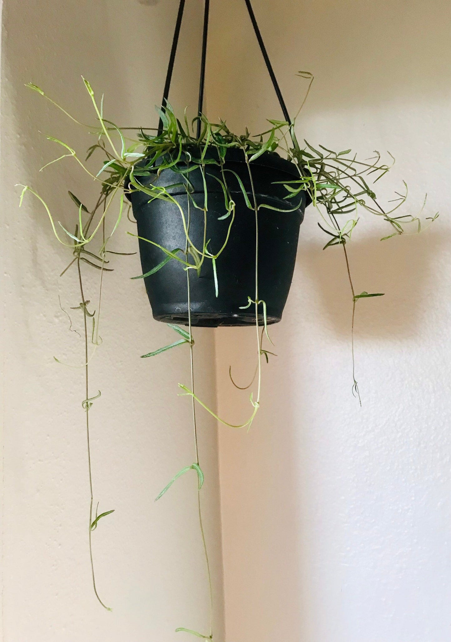 Hanging String of Needles ~ Ceropegia Linearis ~ Agnes ~ Succulent ~ Hanging Houseplant