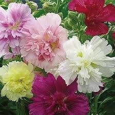 Summer Carnival Hollyhock Seeds ~ Flower ~ Seeds ~ Gifts ~ Grow Your Own ~ Spring Flowers ~ Instead of Flowers