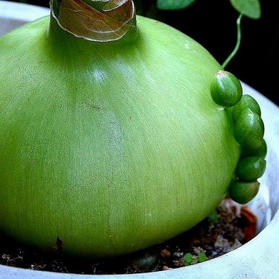 Pregnant Onion Seeds ~ Plants ~ Succulents ~ Unusual ~ Unique ~ Grow Your Own ~ Easy to Care