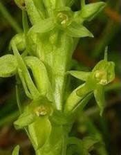 Platanthera Aquilonis Seeds ~ Northern Green Orchid ~ North Wind Bog Orchid ~ Orchids ~ Usual Flowers ~ Exotic Flower