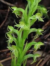 Habenaria Repens Seeds ~ Water-Spider Orchid ~ Orchids ~ Exotic ~ Pretty Flowers ~ Different ~ Orchid