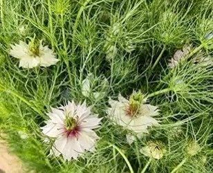 Nigella Miss Jekyll White Seeds ~ Love-in-the-Mist ~ Spring Flowers ~ Spring Time ~ Bouquets ~ Fresh Flowers