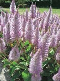 Ptilotus Joey Seeds ~ Joey Improved Ptilotus ~ Ptilotus Exaltatus ‘Joey Improved’ ~ Pretty Flower