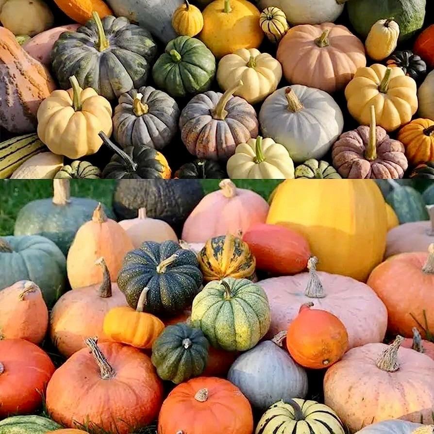 plant pumpkin seeds from halloween Rare Mixed Pumpkin Seeds ~ Grow Your Own ~ Autumn ~ Halloween ~ Fairytale ~ Decorations~ Gothic