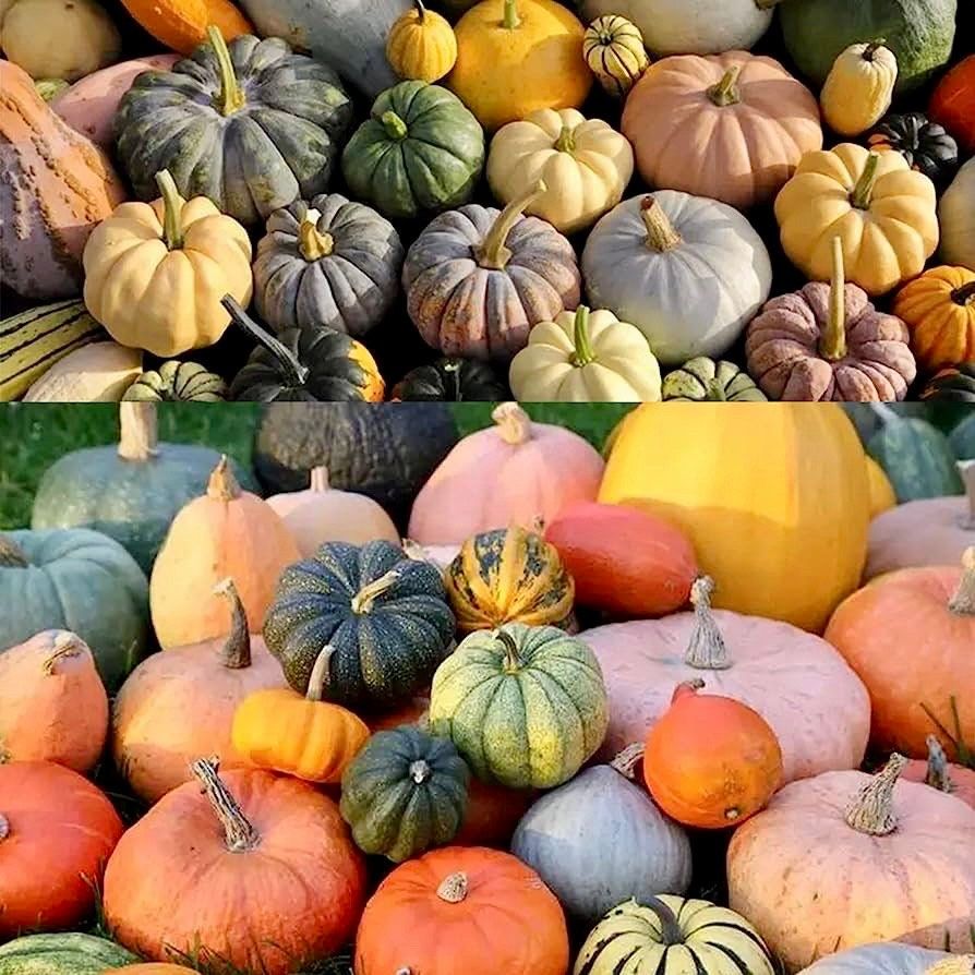 Rare Mixed Pumpkin Seeds ~ Grow Your Own ~ Autumn ~ Halloween ~ Fairytale ~ Decorations~ Gothic