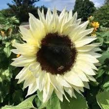 White Nite Sunflower Seeds ~ Helianthus Annuus ~ Pretty Flowers ~ Garden ~ Fall ~ Heirloom Seeds ~ Autumn