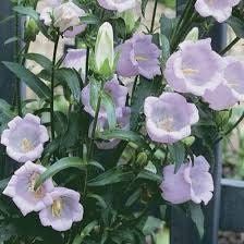 Mixed Canterbury Bells Seeds ~  Campanula Medium ~ Biennial Bloom ~ Spring Time