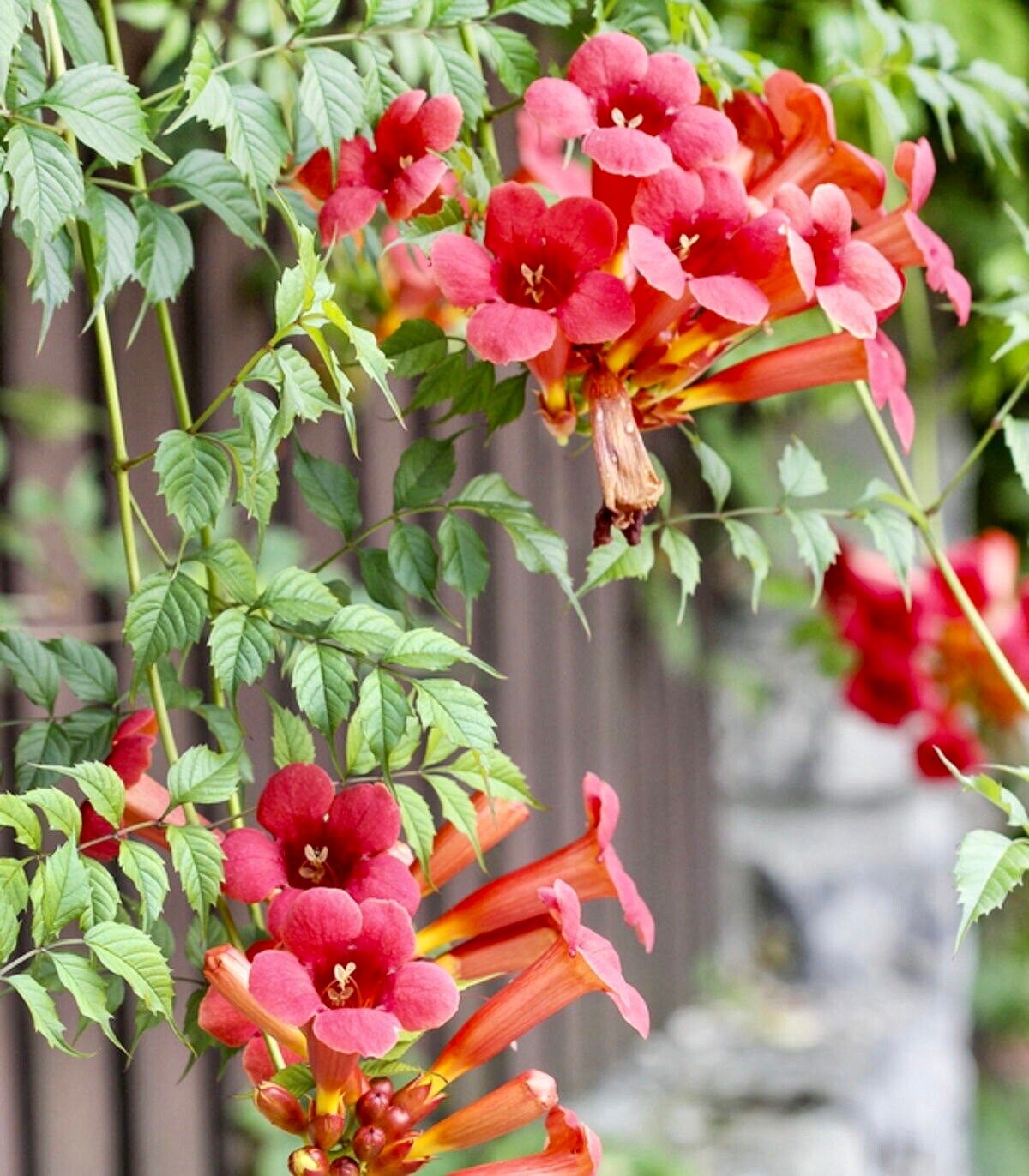 Red Devil’s Trumpet Vine Seeds ~ Trumpet Creeper ~ Campsis Radicans ~ Fresh Seeds ~ Blooms ~ Flowers ~ Instead of Flowers ~ Red