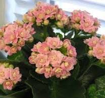 Flowering Kalanchoe Mix Seeds ~ Exotic ~ Cactus ~ Flower ~ Succulents ~ Succulent ~ Easy Care