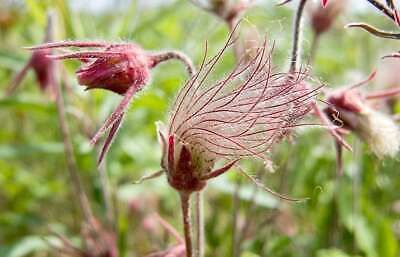 Wild Prairie Smoke Flower Seeds ~ Old Man's Beard ~ Geum Triflorum