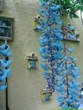 Rare Blue Jade Vine Seeds ~ Mucuna Benettii ~ Mucuna Bennettii ~ Mucuna Warburgii ~ Mucuna Albertisii ~ Mucuna ~ Heirloom ~ Exotic